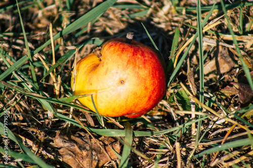 Closeup of rotting apples falling on the ground from the tree in the French countryside in Autumn