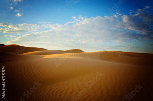 yellow sand on a dune with small vegetation and in the sun