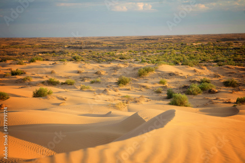 yellow sand on a dune with small vegetation and in the sun