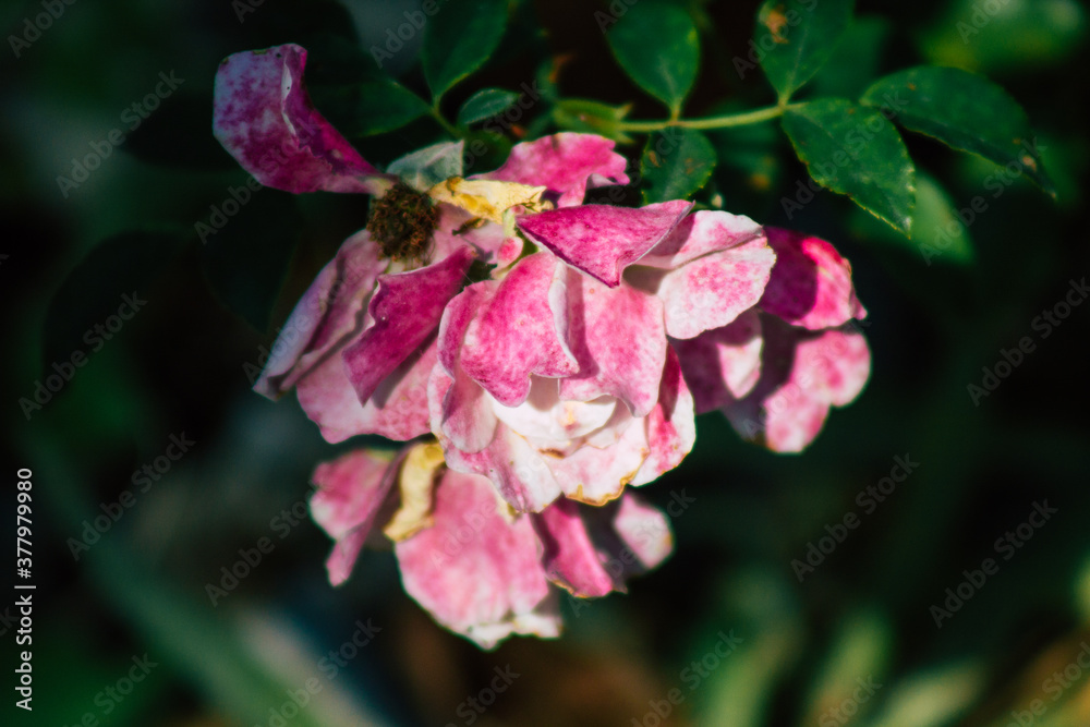 Closeup of roses growing in the countryside of Reims in France in Autumn Closeup of roses growing in the countryside of Reims in France in Autumn