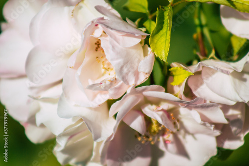 Closeup of roses growing in the countryside of Reims in France in Autumn