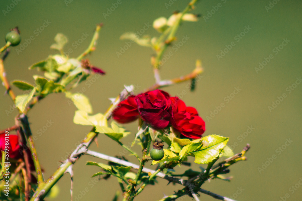 Closeup of roses growing in the countryside of Reims in France in Autumn Closeup of roses growing in the countryside of Reims in France in Autumn