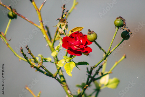 Closeup of roses growing in the countryside of Reims in France in Autumn