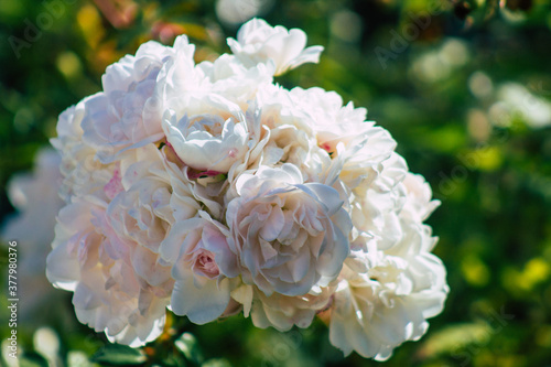 Closeup of roses growing in the countryside of Reims in France in Autumn