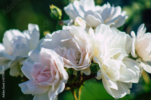 Closeup of roses growing in the countryside of Reims in France in Autumn