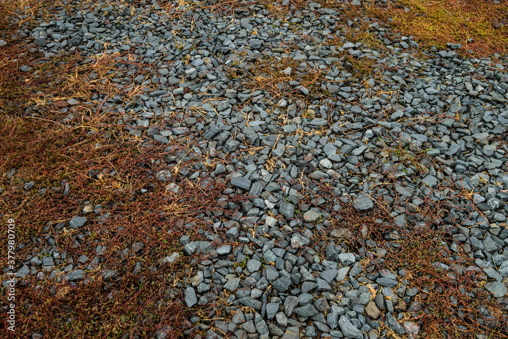 Wild plant knotweed. Weed highlander bird sprouted through crushed stone at autumn time. Wild plant knotweed. Weed highlander bird sprouted through crushed stone at autumn time.