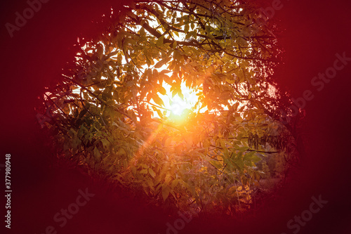 Low evening sunat sunset and garden foliage in center hole of red autumn leaf. Autumn background.