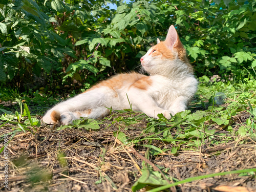 Little red kitten playing outdoors in the garden. Pet care and rearing. © alsu0112