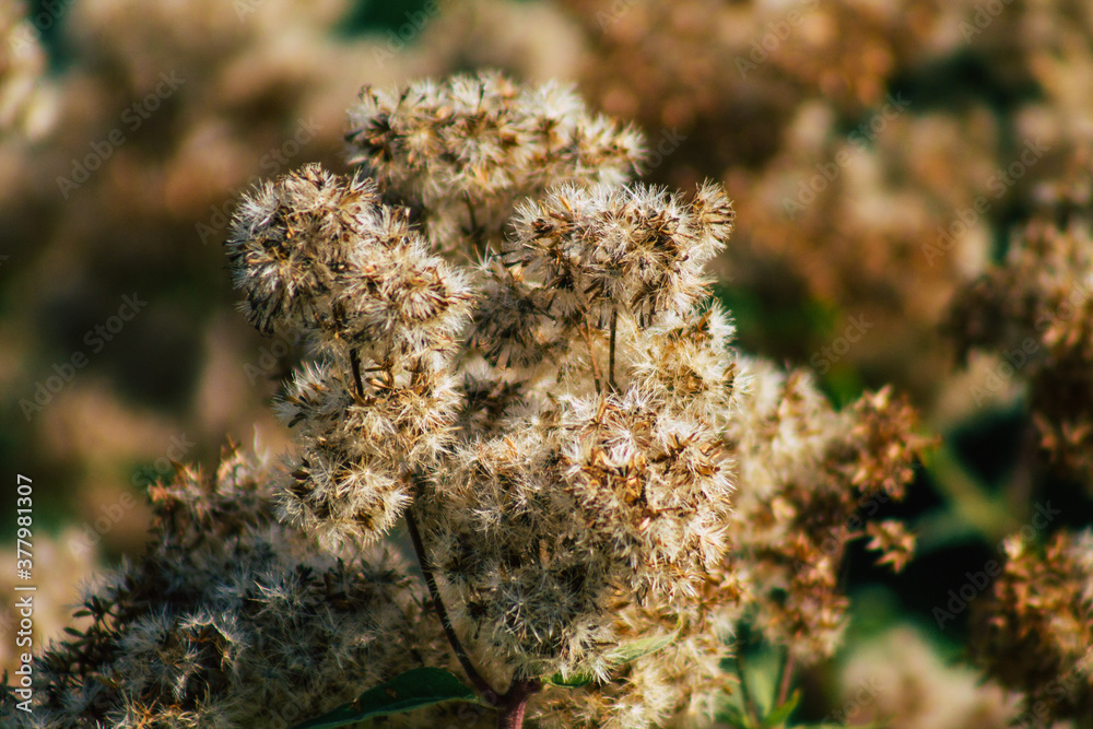 Closeup of wild plants growing in the French countryside in Autumn Closeup of wild plants growing in the French countryside in Autumn