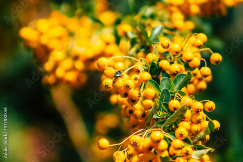 Closeup of wild plants growing in the French countryside in Autumn