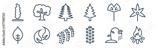 12 pack of icons. thin outline icons such as camping bonfire, american mountain ash, falcate, ginkgo, white spruce tree, sycamore tree for web and mobile apps, logo