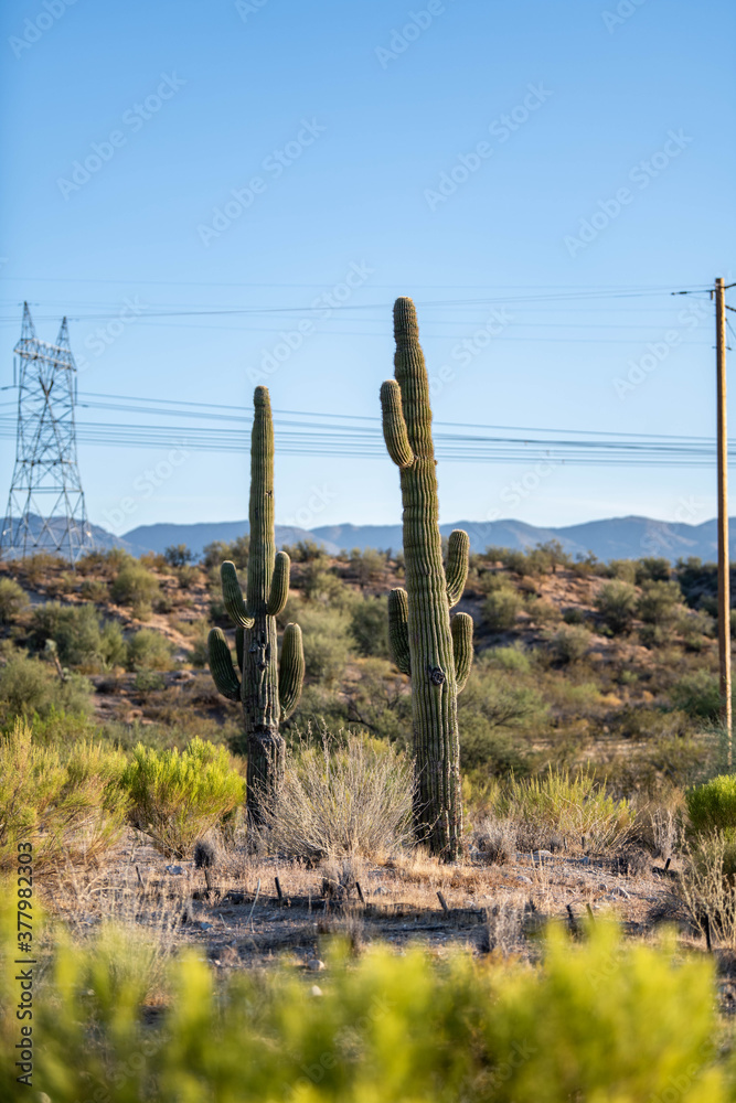 Cactus in the northern Arizona desert