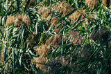 Closeup of wild water plants growing in a pond in the French countryside in Autumn