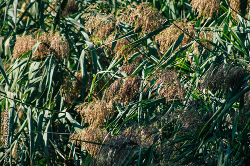 Closeup of wild water plants growing in a pond in the French countryside in Autumn
