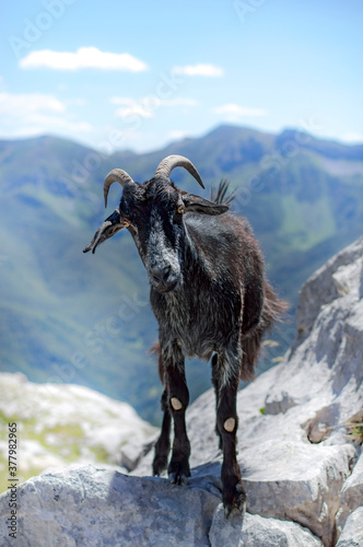 Cabra montesa en Picos de Europa