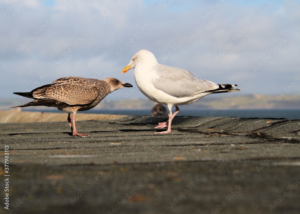 Fototapeta premium seagull on the beach