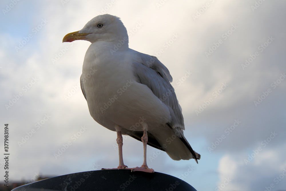 Fototapeta premium A view of a Herring Gull on the ground