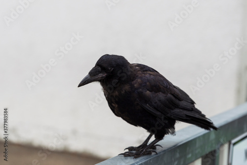 Crow on a metal fence