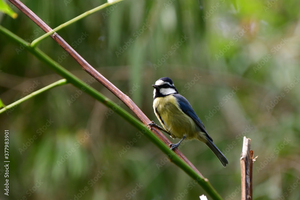 Fototapeta premium HERRERILLO COMÚN