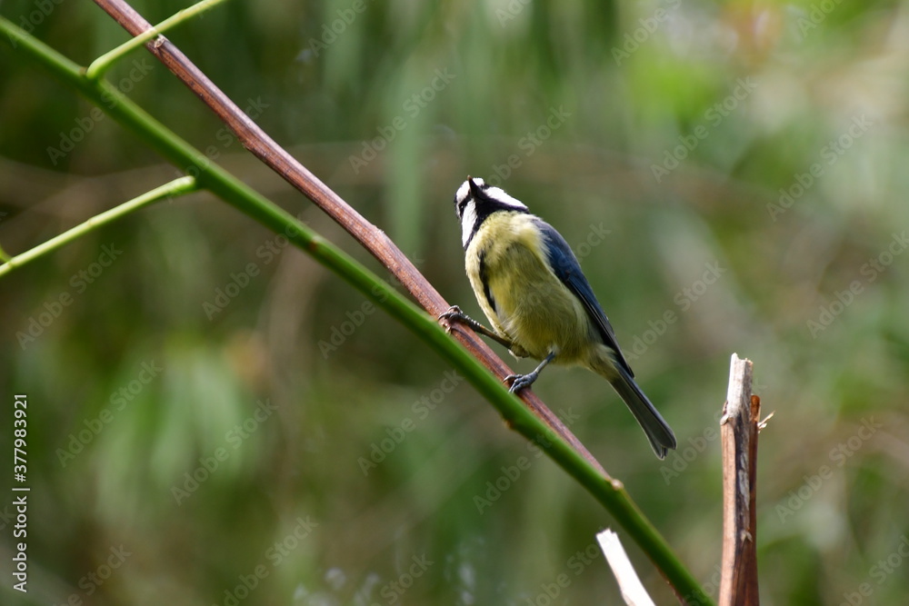Naklejka premium HERRERILLO COMÚN