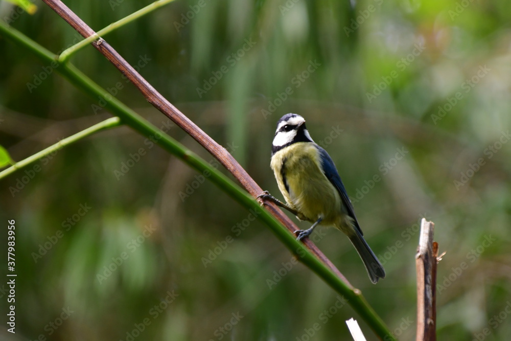 Obraz premium HERRERILLO COMÚN