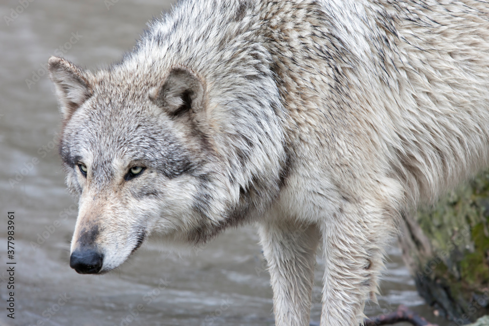 Grey Wolf Intensity as Shown in a Portrait