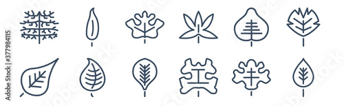 12 pack of icons. thin outline icons such as birch leaf, grape leaf, linden leaf, null, hawthorn lemon for web and mobile apps, logo