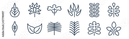 12 pack of icons. thin outline icons such as chestnut leaf, yew leaf, bilberry leaf, briar gooseberry nut for web and mobile apps, logo