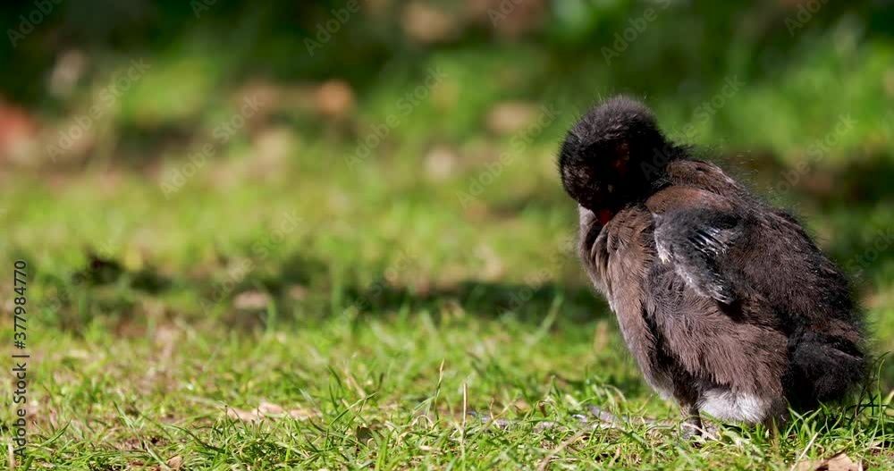 Moorhen chick, Gallinula, cleaning/grooming on grass during a sunny warm summers day. Moorhen chick, Gallinula, cleaning/grooming on grass during a sunny warm summers day.