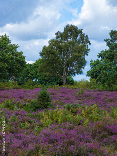 A lone tree amongst the heather