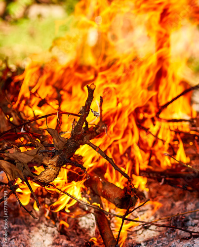 bonfire burns with a bright flame in the forest