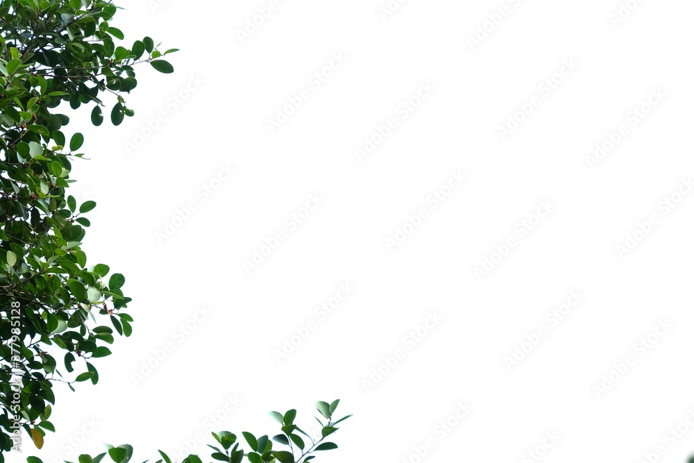 Tropical tree with leaves branches on white isolated background for green foliage backdrop with copy space Tropical tree with leaves branches on white isolated background for green foliage backdrop with copy space