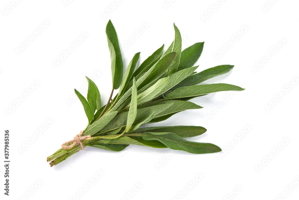 Fototapeta premium Bunch of sage, isolated on white background