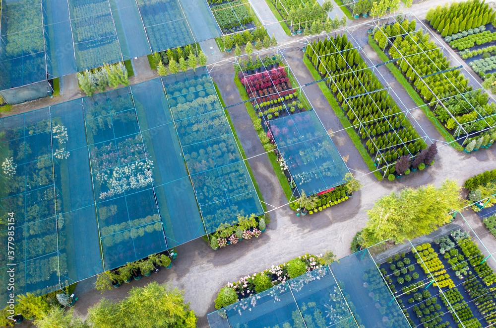 Fototapeta premium Shop or nursery of ornamental plants. Drone view
