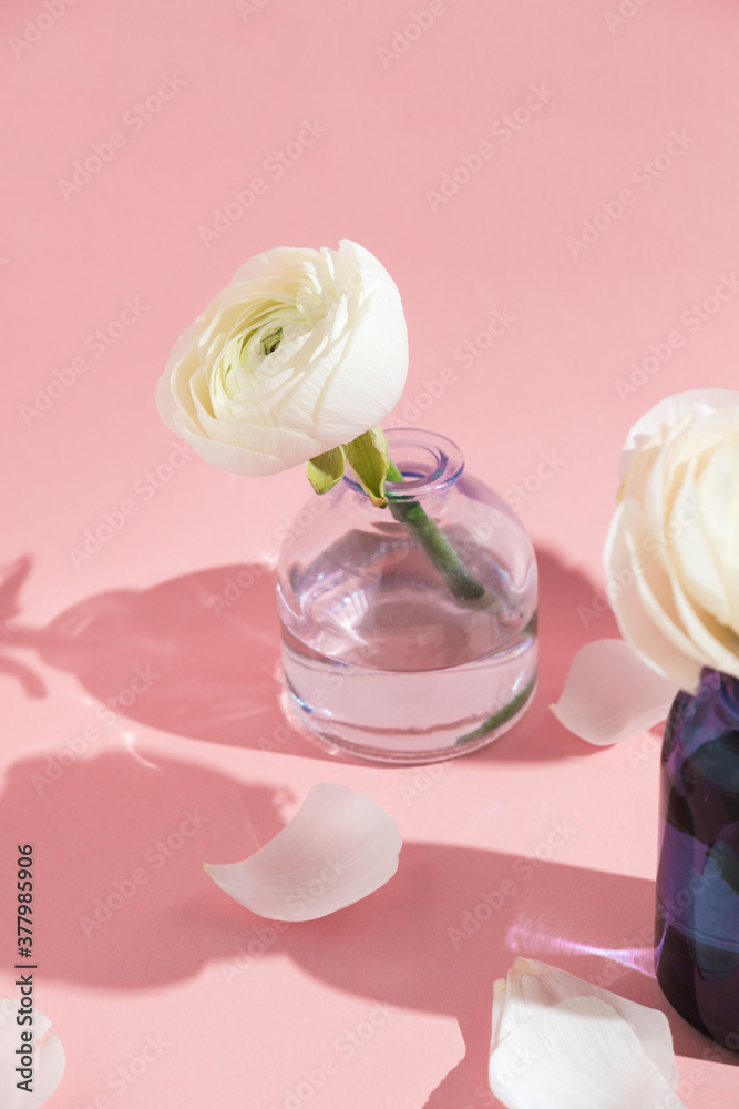White flowers and ranunculus petals in glass vase on a pink background with hard light. Spring, summer, bloom. White flowers and ranunculus petals in glass vase on a pink background with hard light. Spring, summer, bloom.