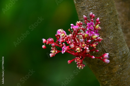 FLOR ROJA