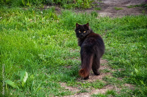 The black cat has turned around and is looking at the camera. The cat walks along the path in the green grass in the garden