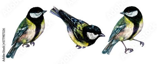 Realistic Illustration of Great Tit. Watercolor Drawing of Sitting Titmouse Bird Isolated on White. Vintage Style Detailed Picture of Parus Major Bird with Black Head Cap and Yellow Feathers.