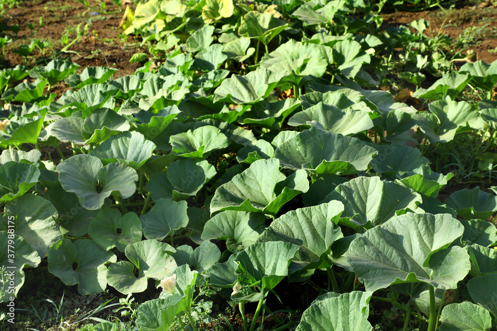 Fototapeta premium Bottle guard plant and leaves in farmland.