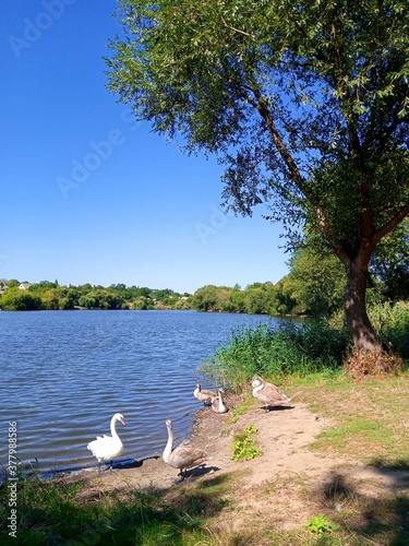 Autumn rural landscape  swans on the lake