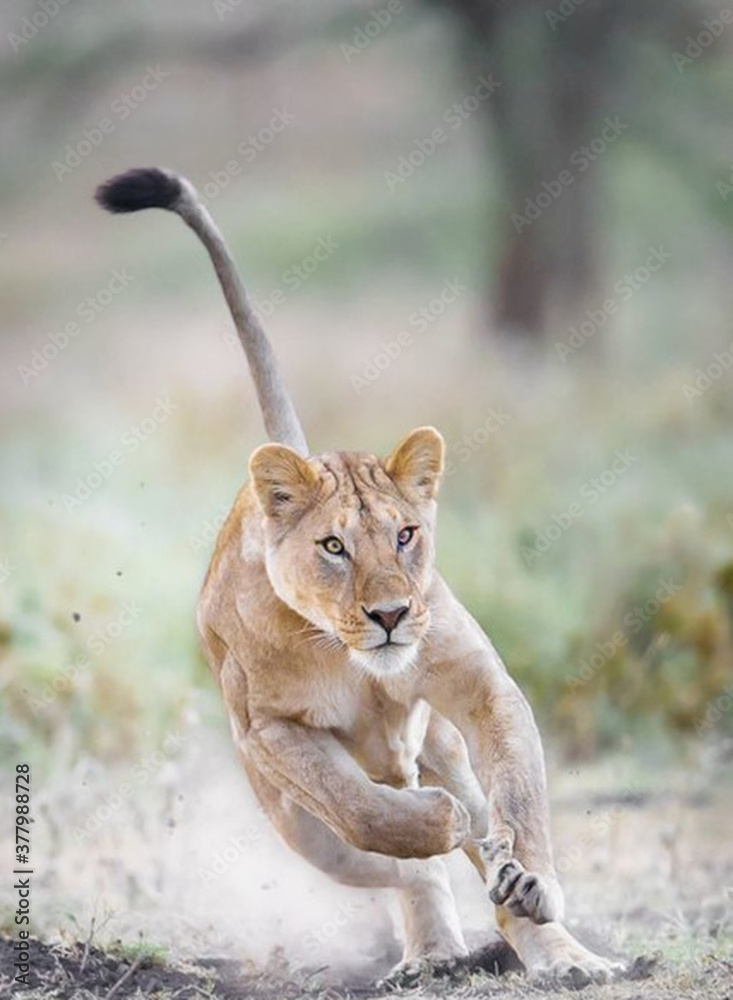 Fototapeta premium Giant lion is running in forest 