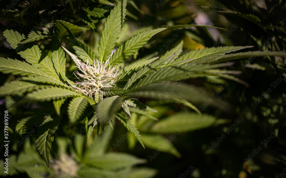 close up of marijuana plant close up of marijuana plant
