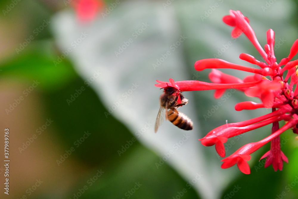 FLOR CON ABEJA