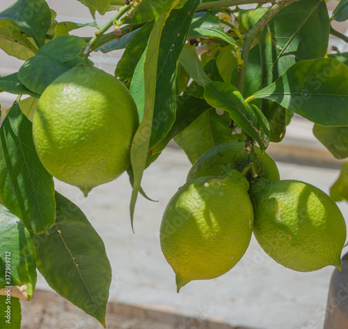 Close up of garden lemons photo