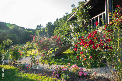 Romania,wooden cottage  and roses ,chalet and  roses in the forest in Transylvania,,2020 © Laurenx