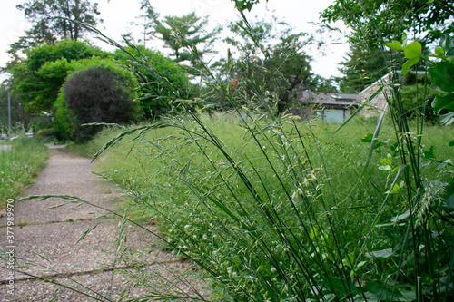A Long Plant Next to the Sidewalk in an Overgrown Front Lawn