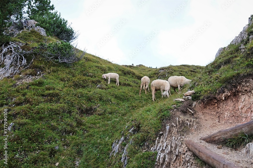 Fototapeta premium The landscape of the Dolomites of Italy and the ibex grazing on the green slope of the mountain