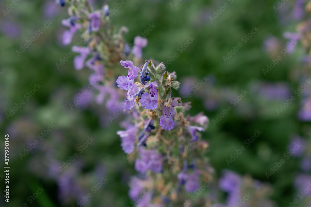 Small Purple Flowers on an Overgrown Front Lawn Small Purple Flowers on an Overgrown Front Lawn