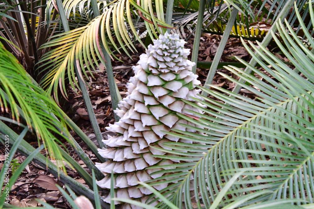 Fototapeta premium PALMERA