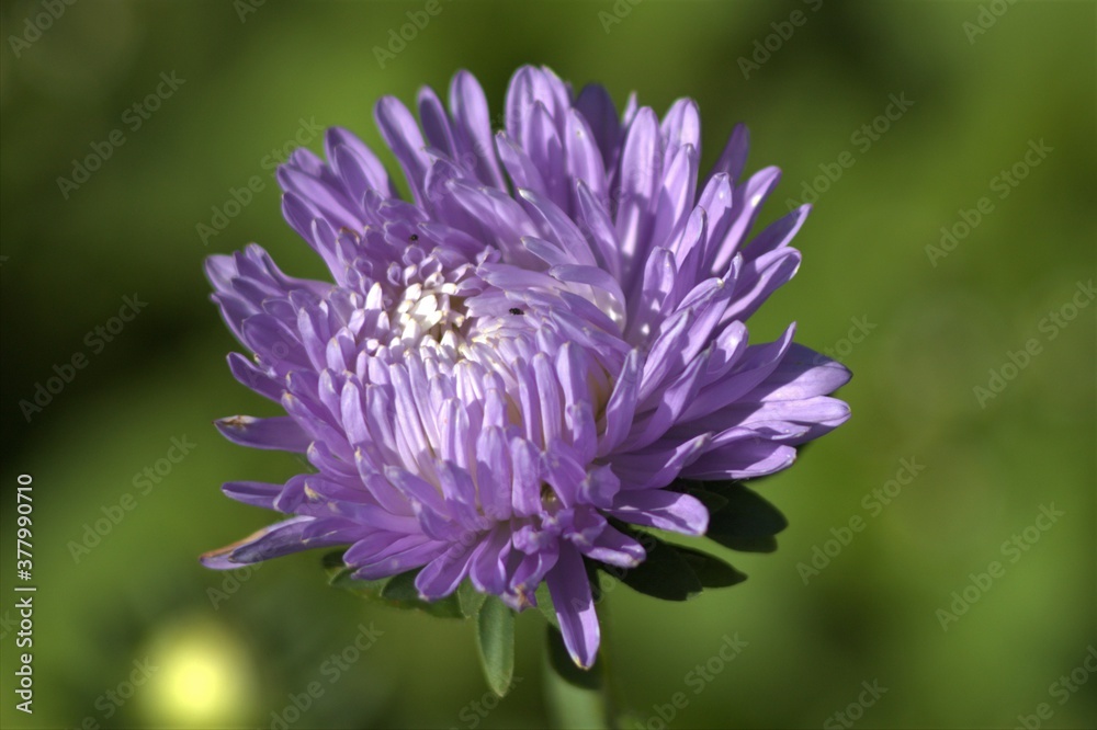 close up of a flower close up of a flower